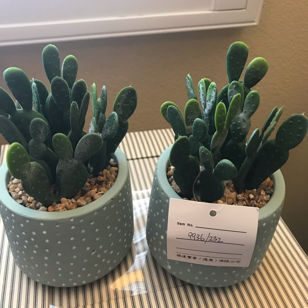 PM06005 Two Artificial Succulents in Ceramic Pots